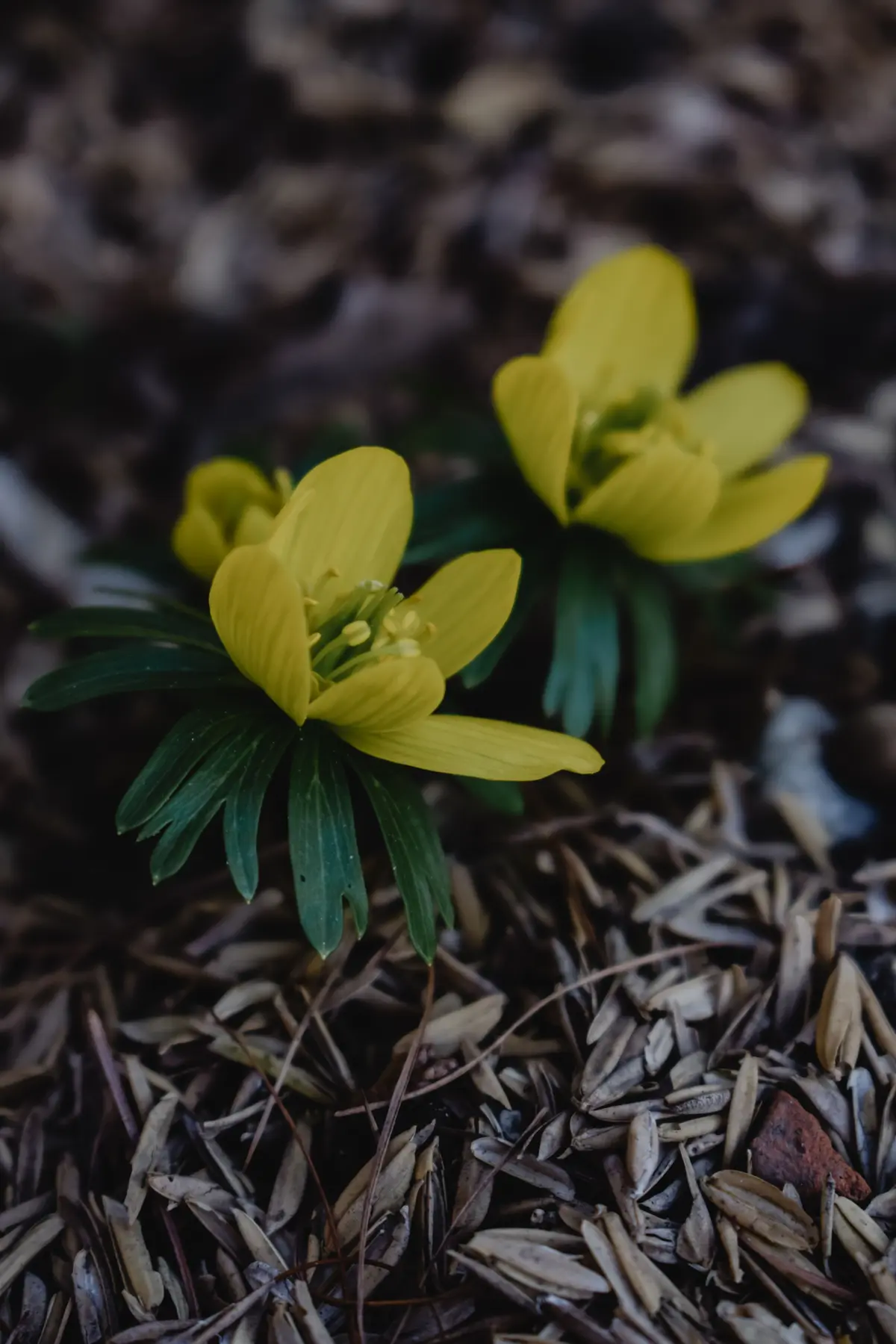 Yellow flowers emerging through dark garden mulch in a finished planting bed